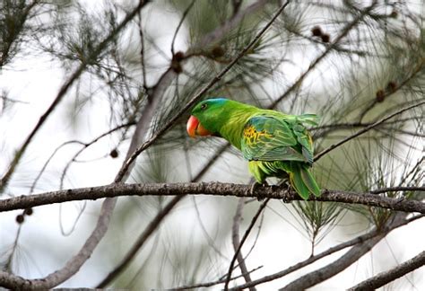 Illegal wildlife trade in PH: DENR warns buyers .